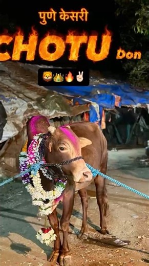 पुणे केसरी छोटू डॉन | Birthday celebration #trending #viral #shortvideo #music #love #aagrikoli