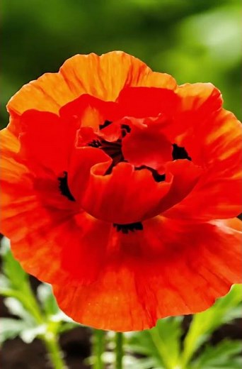 Watch a Poppy Plant Burst Into Life in This Stunning Timelapse!