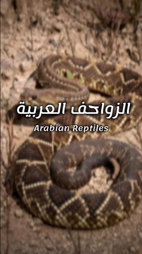 الزواحف العربية #محمد_رسول_الله #زواحف #معلومات