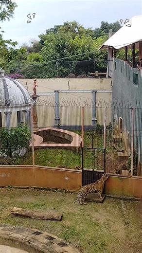 Q & A Time How many tiger do you see? #qestion #answer #grammar #bahasainggris