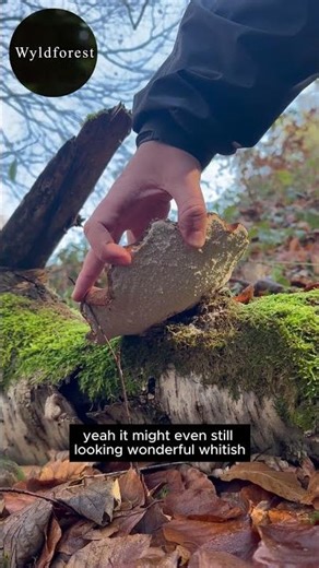 Not Edible… But Incredibly Useful | Birch Polypore