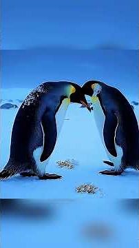 The Hidden World of Penguins | Nature's Most Extreme Survival Story