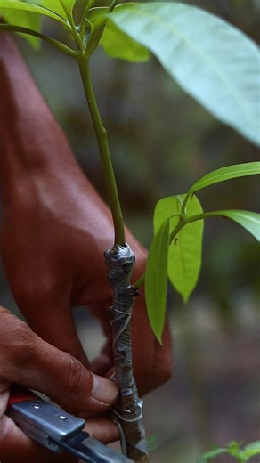 Grafted mango tree | Plants Propagation