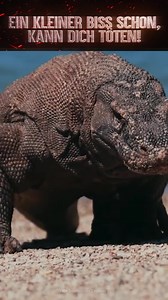 Wie überlebt man die schlimmsten Komodo-Waran Angriffe? Teil 1 von 5 #überleben #howtosurvive #komodonationalpark #komododragon #komodoisland #komodotour | What If Deutsch