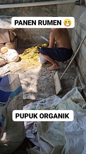 7.3K views · 15 reactions | Rumen adalah organ lambung yang sangat besar sehingga ukurannya hampir memenuhi rongga perut ruminansia sebelah kiri. | Bang Omen | Facebook