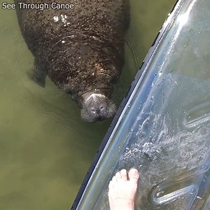 A curious Manatee that swam up to check out the clear paddleboard for a few minutes in Tampa Bay. #nature #Awesome #animals #tampa #wildlife #manatee #explore #kayaking #paddleboarding #paddleboard #ocean #outdoors #tampabay #stpetersburgflorida #florida #cute #manatees | See Through Canoe
