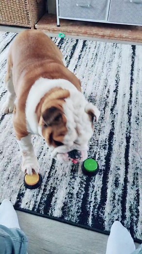 Hilarious British Bulldog Puppy Pablo: A Sore Loser Moment