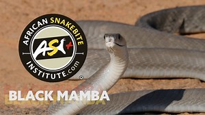 Sign up for a snake handling & snakebite first aid course. Our informative curriculum comprehensively covers snake awareness, identification, myths, first aid for snakebite, and safe handling techniques to remove and relocate venomous snakes. Early booking is essential! | African Snakebite Institute | Facebook