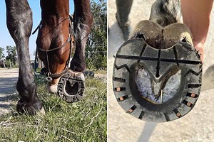Safe HP, l’invention de semelles en plastique réutilisables pour remplacer les fers à cheval