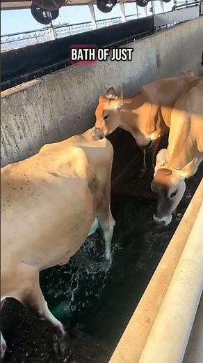 What is a footbath and why do cows need it?