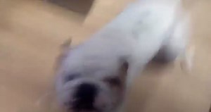 Tap Dancing Bulldog