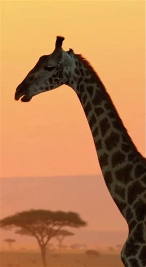 Lion vs Giraffe Kick Standoff at Sunset 🦁