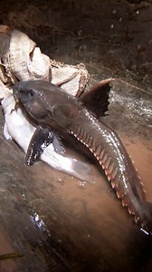 3.3M views · 29K reactions | This fish can kill a Caiman in the most gruesome way  #rivermonsters #jeremywade #alligator | River Monsters Global | Facebook