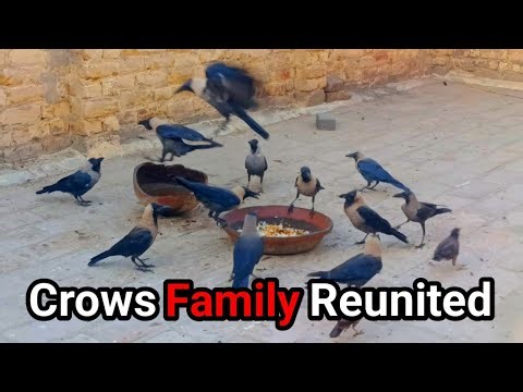 Crows Family Reunited | Morning Feeding Moments#crow