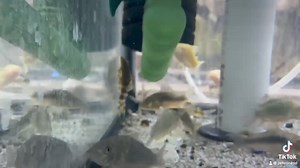 5.4K views · 37 reactions | Check out the stunning Candy Stripe Pleco...