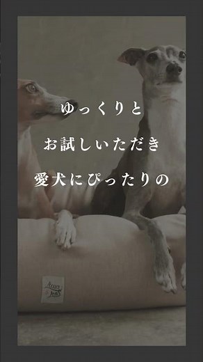 代官山高品質ヨーロッパブランド ペット用品専門店 12月12日新店舗オープン！見逃せない理由は？【Alice's Dog & Cat】