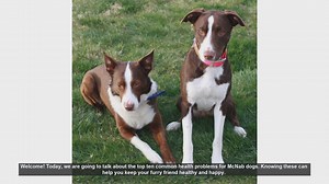 Top 10 Common Health Problems in McNab Dogs