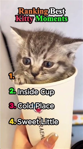 Ranking Best Kitty Moments #ranked #kitty