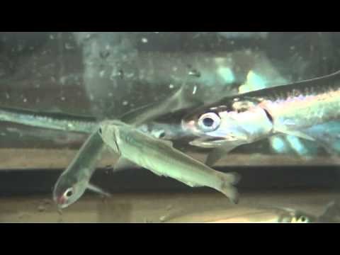 カタクチイワシが泳ぐ