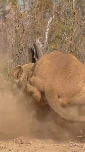 12K views · 133 reactions | Burrow battles in the bush. Warthogs dig deep homes, but lions know every hideout bravery meets strategy in the ultimate game of cat and… hog. #fblifestyle #revenge #ForbiddenLove #naturalphenomenon #safari | Porcupine Tours | Facebook