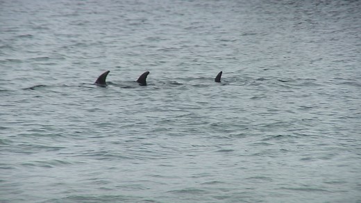 How does a dolphin move?