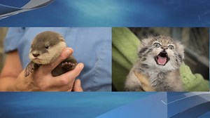 Columbus Zoo welcomes Pallas kitten, otter pup
