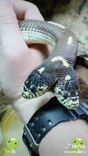 #foryou #fyp #snake #shedding #molting #reptile #molt #skin #viral #venom #venomextraction #tube #heavyweight #gaboon #viper #toxins #milking #snakevenom #deadly #ouch #biggirl #zoo #silky #snakeskin #peristalsis #crawl #animal #animals #phenomenon #prey #predation #sweptup #rolledup