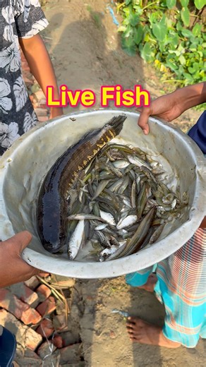 15K views · 283 reactions | Live Fish | Village Tour | Facebook