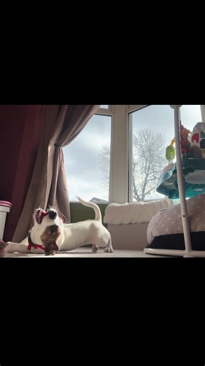 Essential Training Tips for American Bully Puppies