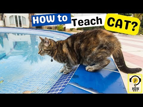 How to teach a CAT for Swim? Easy method revealed #shorts #short