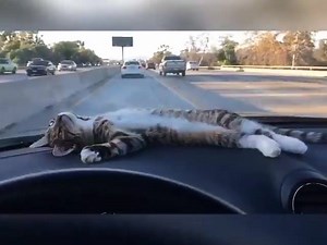 579K views · 2.9K reactions | When you are just chill in the car with your tunes! | Random Stuff I Find | Facebook