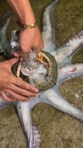 Octopus Found Inside a Mysterious Sea Shell | Rare Ocean Discovery!