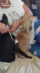 107K views · 1.7K reactions | Now that's what we call teamwork!  | The Pet Collective | Facebook