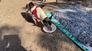 11K views · 930 reactions | First puppacino First outing First of many on the bucket list  | "Paws for Thought" Rescue | Facebook