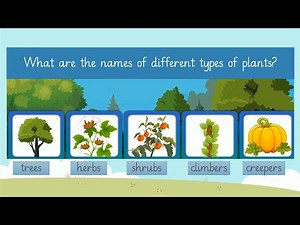 Types of plant | Habitat of plant | Shrubs, herbs, trees, bushes, climbers ,creepers |