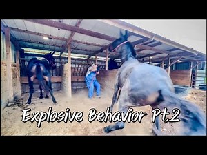 PART 2-Hard to handle mules and horses!! Picking up feet and leading… #136