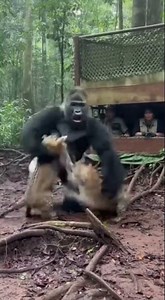 SILVERBACK GORILLA vs. THREE LEOPARDS (10 SECONDS OF ULTIMATE JUNGLE SHOWDOWN EPIC GRAPPLES & ROAR)