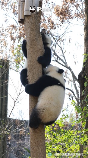 69K views · 1.9K reactions | Pandas are practicing climbing during the PE class. See how fast they've mastered the skill! #HiPanda #ChengduPandaBase #PandaMoment For more panda information, please check out: https://en.ipanda.com | iPanda | Facebook