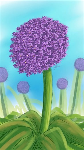 Allium Time-lapse