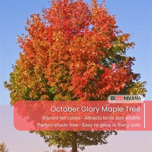 October Glory Maple Tree, Fast Growing Red Maple (1-2 Ft) - Etsy