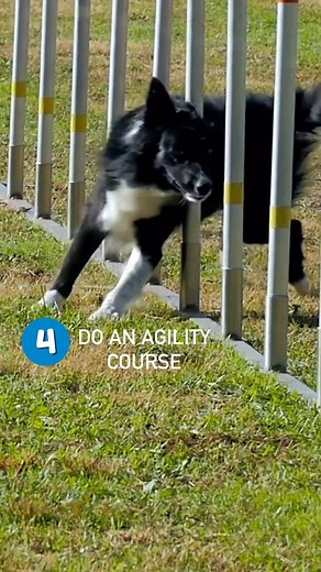 Happy First Day of Spring! 🌷☀️ Here are 5 pawsome activities you can do with your pup this season. 🐶 #drpol #drpolpets #firstdayofspring #springtime #springactivities #petsofinstagram | Dr. Pol Pets