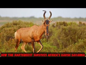 How the Hartebeest Survives Africa’s Harsh Savanna