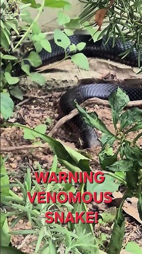 #venomous red belly black snake #snakes #reptiles #nature #australia