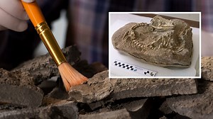 Paleontologists Discover Stunning Lizard Skeleton From 700,000 Years Ago