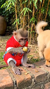 4.5K views · 51 reactions | Baby monkey slaps baby dog #monkey #love #animals | Monkey Family | Facebook