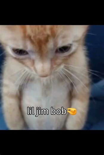 Don't mess with my gang #comedy #cat #editing