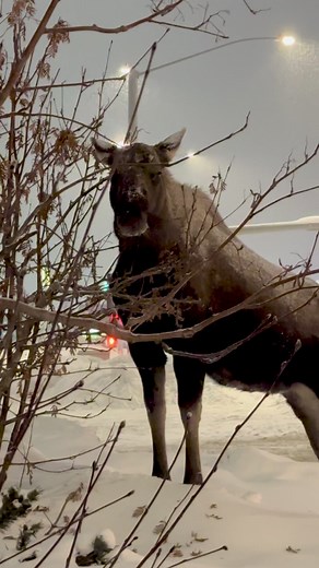 Very large Bull Moose grazing on the side of a busy road here in alaska. #moose #bullmoose #jcsolbergphotography #mooseontheloose #Alaska #alaskalife #wildlife #wildlifephotography #wildlifephotographer #alaskaphotography #alaskaphotographer #youneedalaska #sharingalaska #outdoors #nature | Alaskan Adventures And More