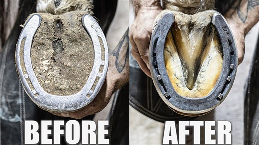How horse hoof cleaning and restoration feels so satisfying ASMR experience explained
