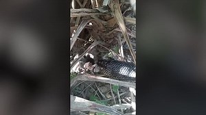 Video shows Texas indigo snake digging into ground to catch prey