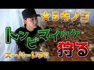 【希少】入手困難⁉️トンビマイタケを育てる！！